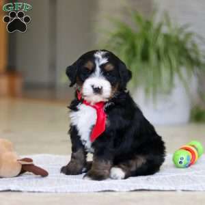 Chico, Mini Bernedoodle Puppy